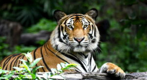 CAT-Token kaufen: Wie Anleger Cat Token kaufen und Tiger schützen