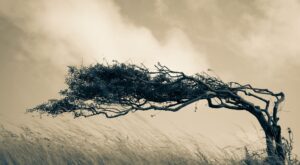 Ein Baum zeigt sich resilient gegen den Wind.