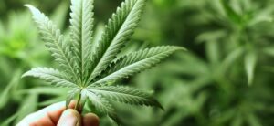 Cannabis-Aktie im Fokus: Warum Börsenexperte Jim Cramer den Cannabis-Riesen Tilray zum Kauf empfiehlt