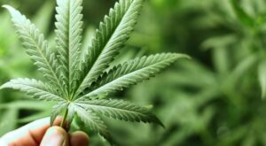 Cannabis-Aktie im Fokus: Warum Börsenexperte Jim Cramer den Cannabis-Riesen Tilray zum Kauf empfiehlt