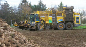 Landwirtschaft: Anstieg bis zu 56 Prozent: Erzeugerpreise für Agrarprodukte steigen weiter stark