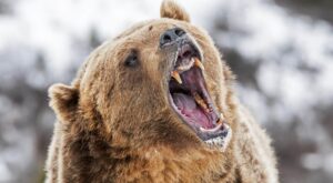 Krypto: 10 Tipps, um den Bärenmarkt zu überleben