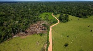 Klimawandel: Brasilien stellt Plan zum Stopp der Abholzung im Amazonasgebiet vor