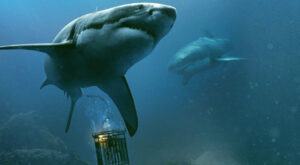 Mittwoch im TV: Beklemmender Hai-Horror mit fiesem Finale