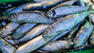 Klimakrise: Zustand der Fischbestände in Nord- und Ostsee ist schlecht