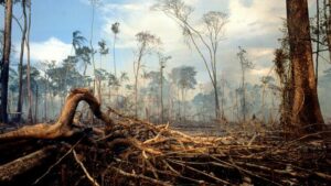 Regenwald: Was der Amazonasgipfel für den globalen Klimaschutz gebracht hat