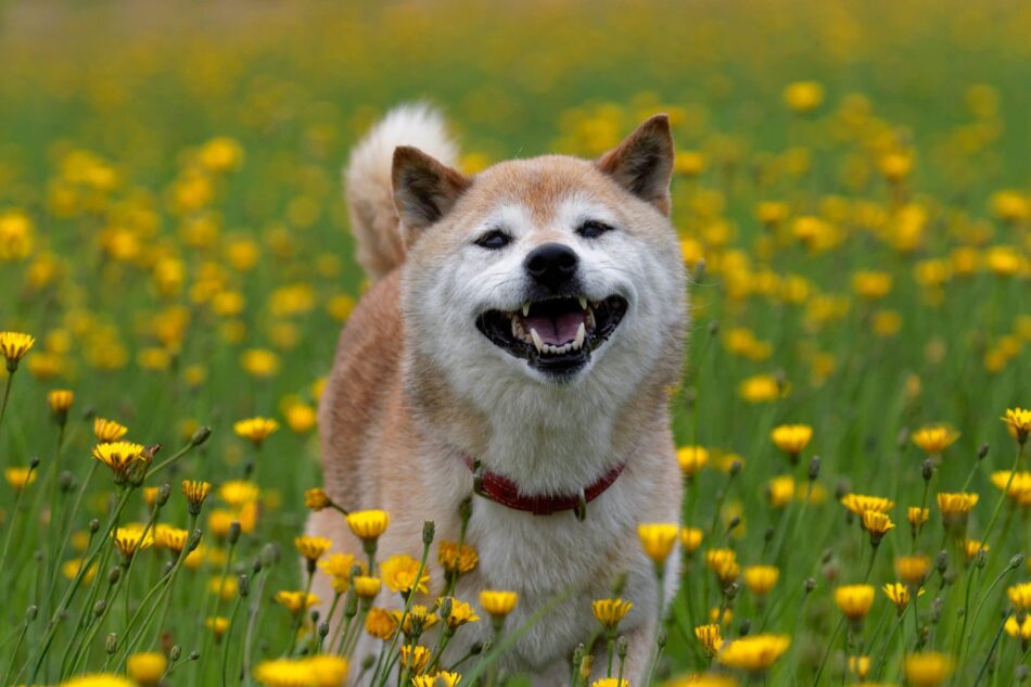 Glücklicher Shiba Inu Hund