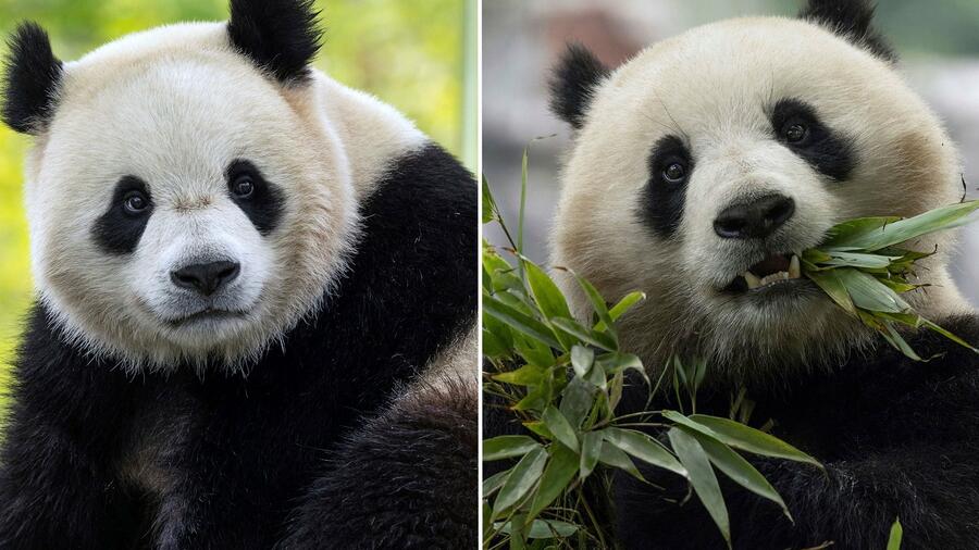 Panda-Diplomatie: Signale der Entspannung? Zoo in Washington bekommt neue Pandas aus China