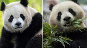 Panda-Diplomatie: Zoo von Washington bekommt neue Bären aus China